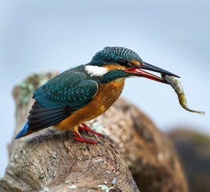 Kungsfiskare (Alcedo atthis). Foto: Anders Grönlund, Strixphoto