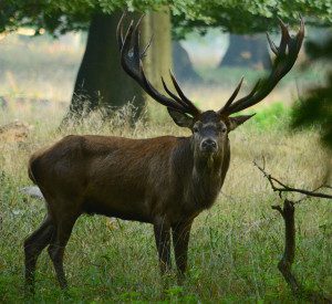 Kronhjorten (Cervus elaphus) kallas även kronvilt.