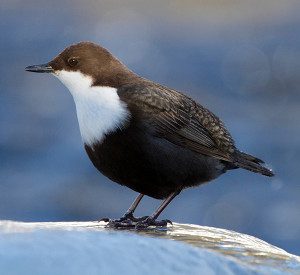 Strömstare (Cinclus cinclus). Foto: Ron Knight, Sussexbirder