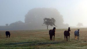 Morgondimman kan skapa mystik på Haväng. Foto: Leif Lindholm, STF Haväng Skepparpsgården