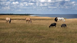 Haväng kan föra tankarna till Provence.