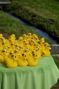 Flera barns höjdpunkt är Brösarpsdagens ankrace. Foto: Hanseric Jonsgården