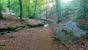 Den vackra bäckravinen längs Brunnsviksbäcken slingrar sig tillsammans med Backaleden ner mot Tockabjärs källa.